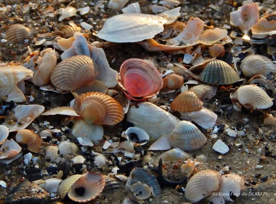 Muszle Bałtyckie: Jak je rozpoznać i gdzie szukać skarbów?