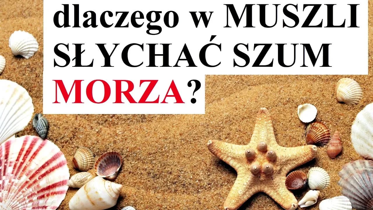 Co naprawdę szumi w muszli? Naukowe wyjaśnienie fenomenu