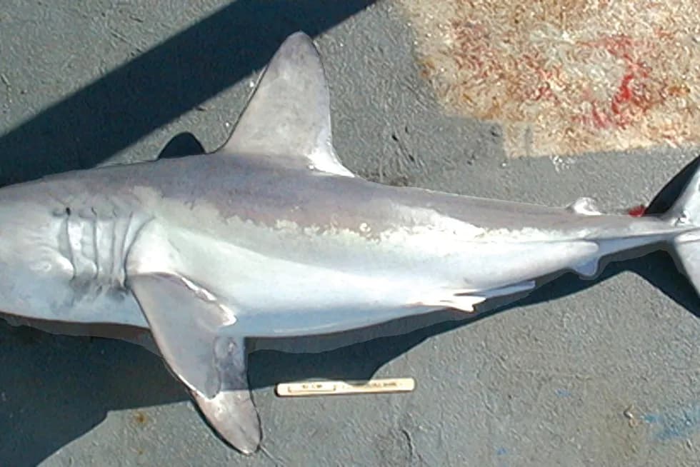 Rekiny w Bałtyku: Fakty vs. mity. Czy jest się czego bać?