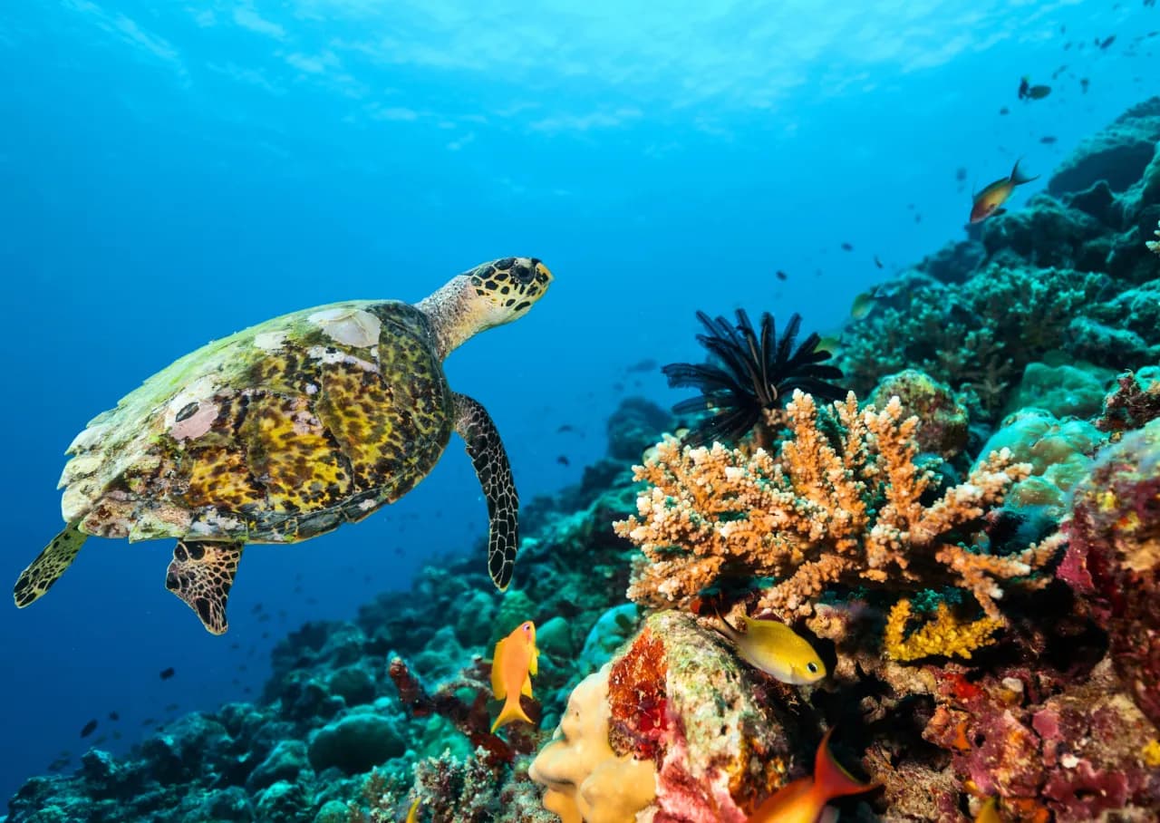 Hurghada nad Morzem Czerwonym: Odkryj podwodny raj Egiptu!