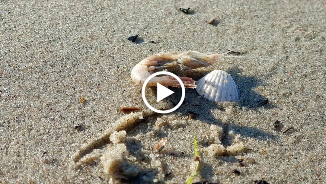 Czy w Bałtyku są krewetki? Odkryj sekrety morskich skorupiaków