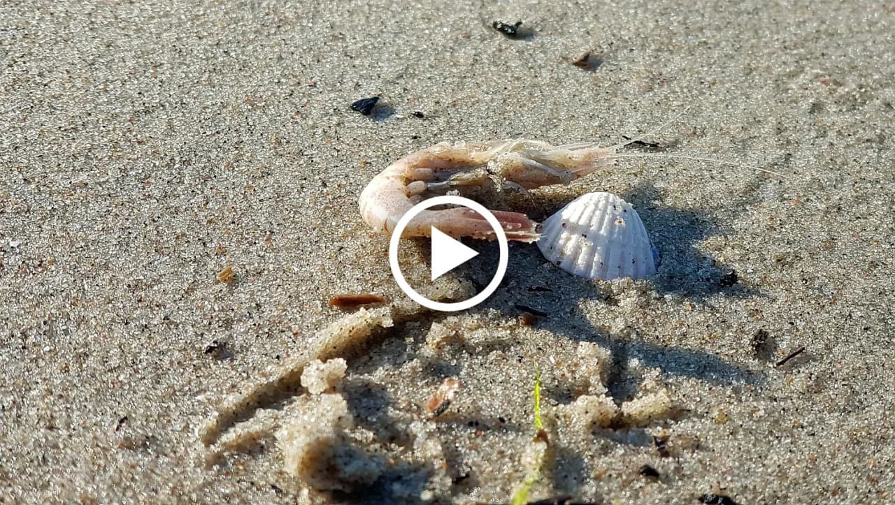 Czy w Bałtyku są krewetki? Odkryj sekrety morskich skorupiaków