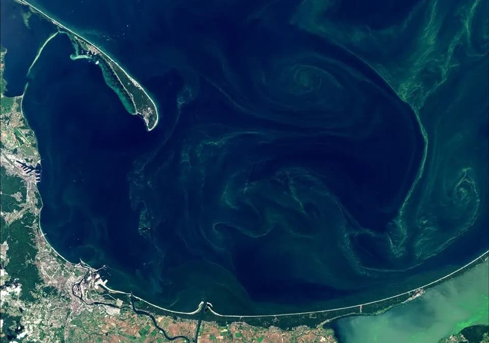 Sinice w morzu: Jak wyglądają? Rozpoznaj i unikaj zagrożeń!