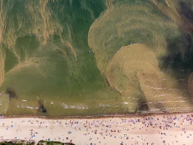 Sinice w Bałtyku: Jak rozpoznać je wizualnie i pływać bezpiecznie?