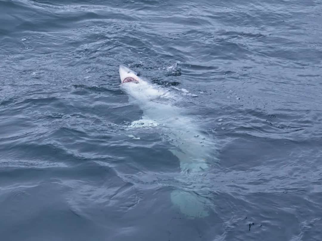Rekiny w Bałtyku: Czy masz się czego bać? Rozwiewamy wątpliwości