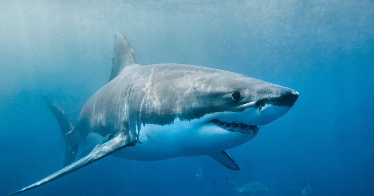 Rekiny w Bałtyku: Czy są groźne? Fakty i mity przed urlopem